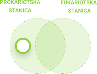Usporedba prokariotske i eukariotske stanice - prokariotska stanica