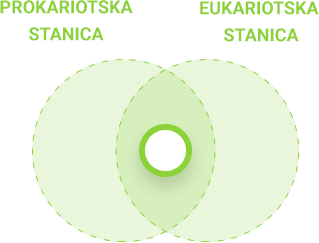 Usporedba prokariotske i eukariotske stanice - zajedničko