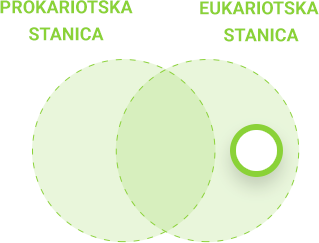 Usporedba prokariotske i eukariotske stanice - eukariotska stanica
