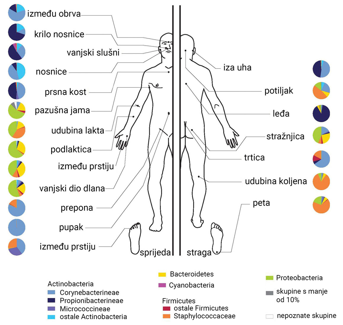 Bakterije na koži čovjeka