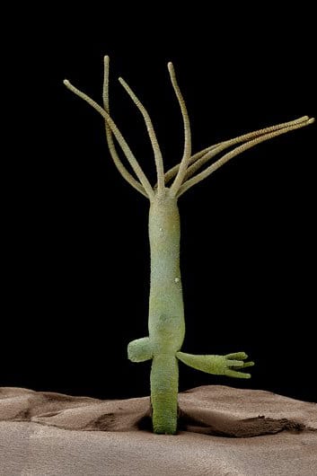 Pupanje hidre snimljeno skenirajućim elektronskim mikroskopom