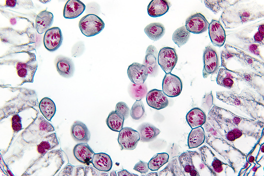 Biljne stanice u različitim fazama mejoze