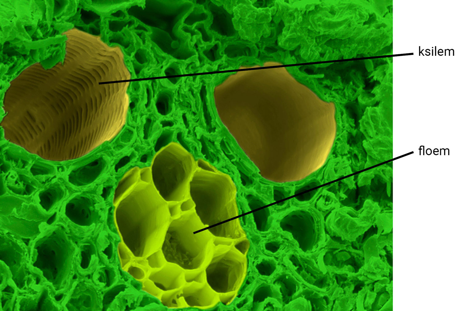 Mikroskopska snimka provodnih žila biljke (x520)