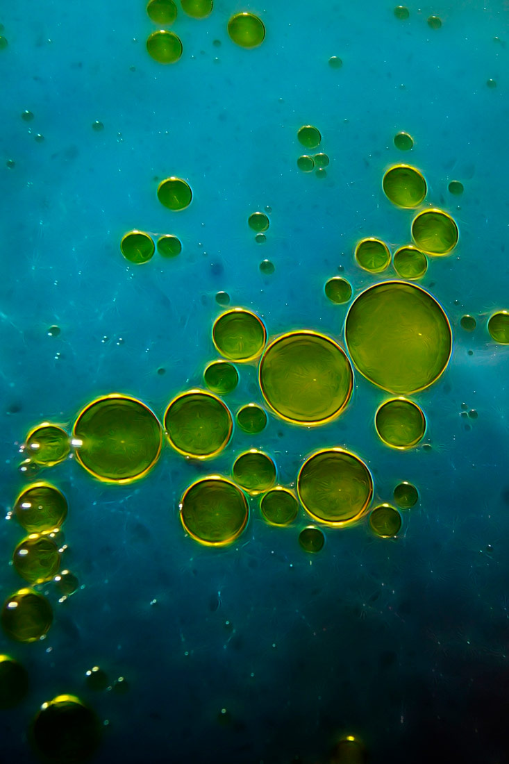 Fotografija prikazuje zelenožute kapljice ulja koje plivaju na površini vode