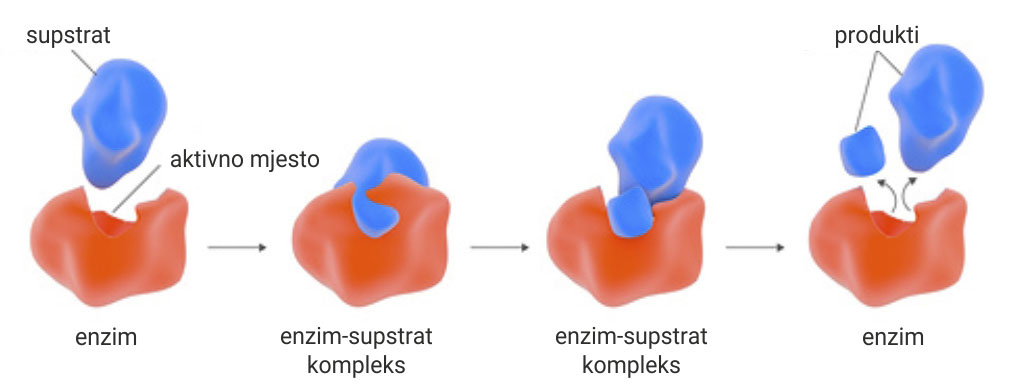 Fotografija prikazuje trodimenzionalni prikaz mehanizma djelovanja enzima i supstrata, enzim je prikazan naranđastom a supstrat plavom bojom. Model izgleda kao trodimenzionalni puzzl, na slici se vidi aktivno mjesto, udubina u enzimu u koju ulazi supstrat.