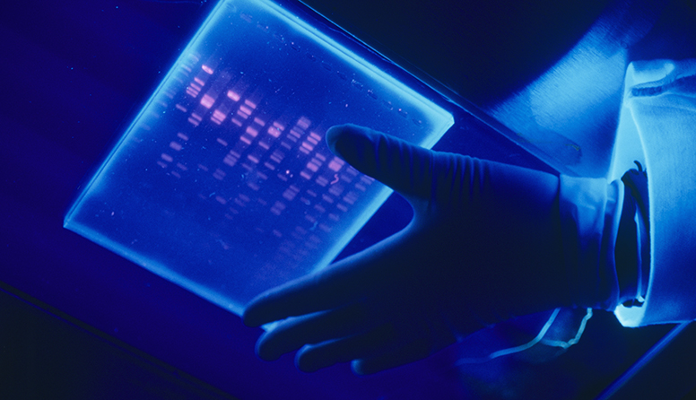 Fotografija prikazuje elektroforetogram koji se koristi u istraživanju genoma DNA.