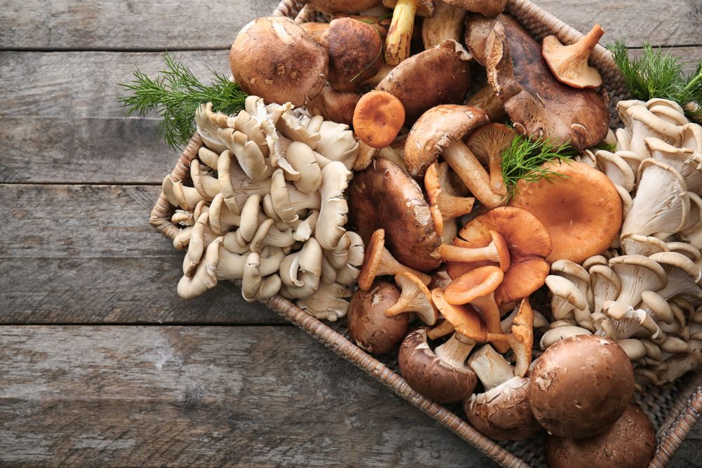 Slika prikazuje različite vrste gljiva – funghi.