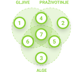 Konačni prikaz