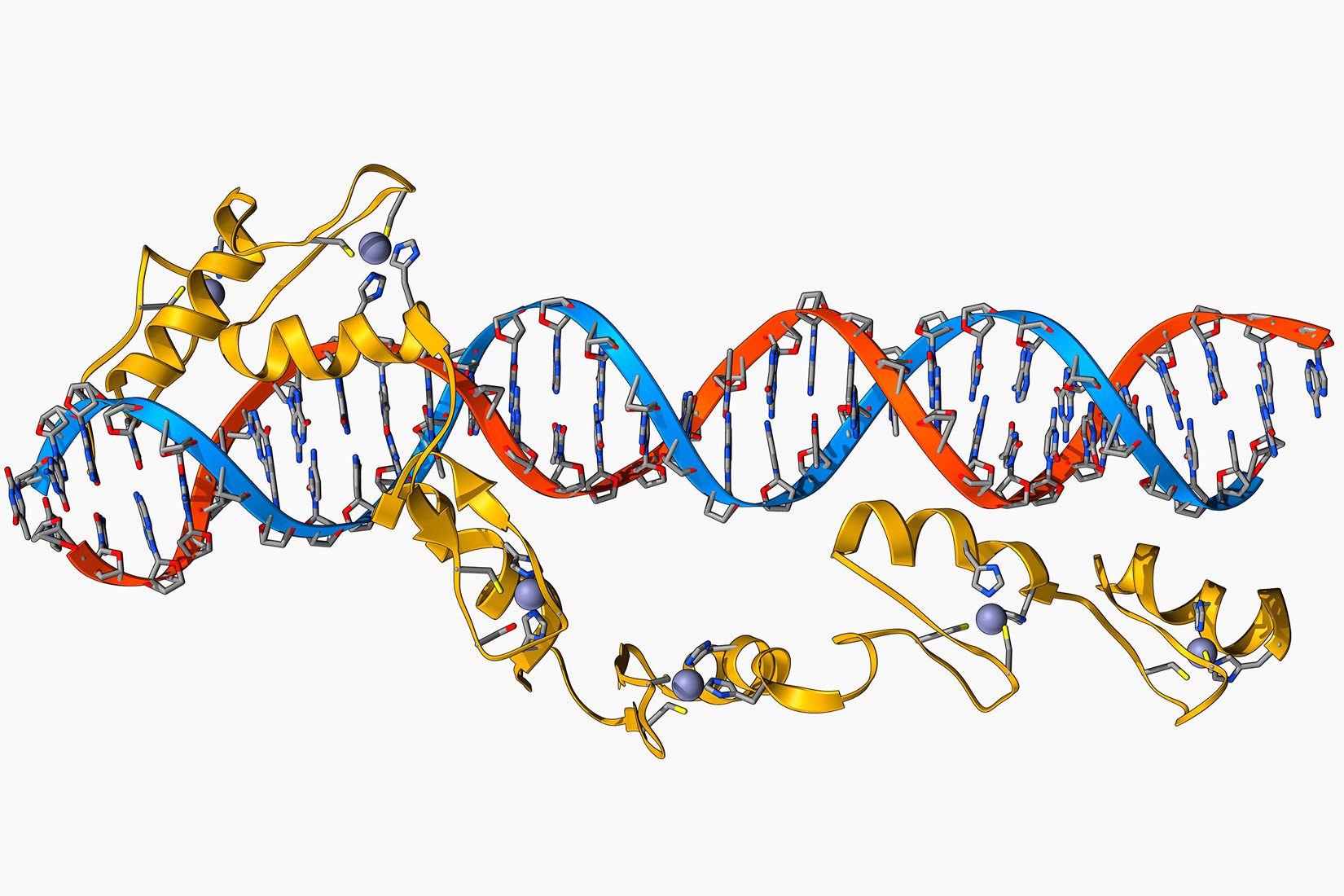 Slika 2. Slika prikazuje molekulu koja se sastoji od dva lanca, plavog i crvenog. Molekula je osnova nasljeđivanja.