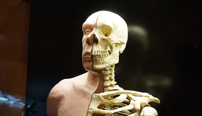 Rekonstrukcija glave krapinskog neandertalca.