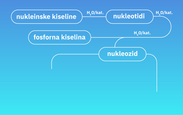 Fotografija prikazuje umnu mapu katalitičke hidrolize nukleinskih kiselina. 