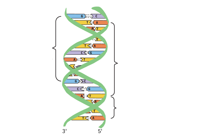 Fotografija prikazuje shemu DNA molekule.