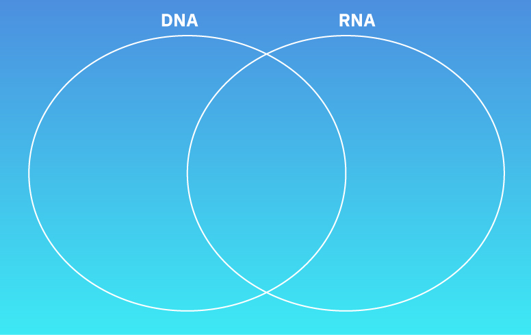 Fotografija prikazuje  dvije kružnice koje imaju dvije zajedničke točke.Na taj se način grafički želi predočiti da DNA (jedna kružnica) i RNA (druga kružnica) imaju određene zajedničke osobine.