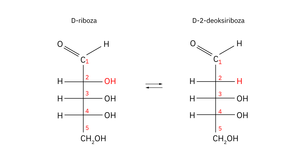 Fotografija prikazuje  Fischerove projekcijske formule D-riboze i D-2-deoksiriboze.
