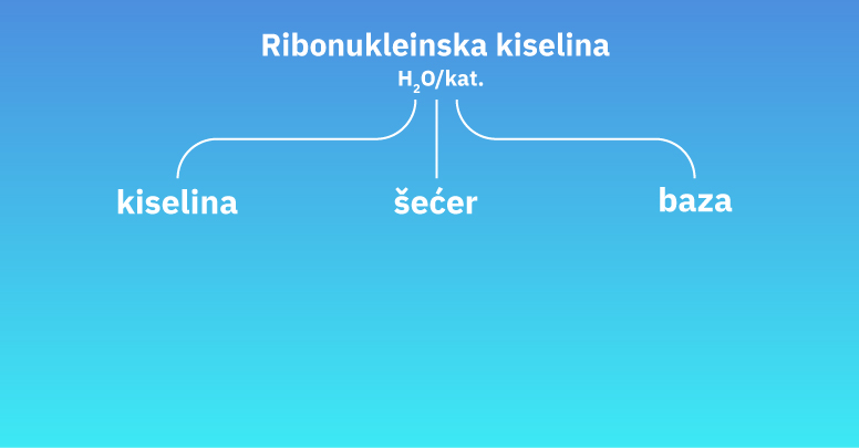 Fotografija prikazuje umnu mapu o ribonukleinskoj kiselini koja se dijeli na kiselinu, šećer i bazu.