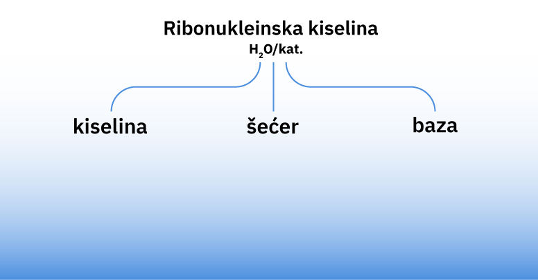 Fotografija prikazuje umnu mapu o ribonukleinskoj kiselini koja se dijeli na kiselinu, šećer i bazu.