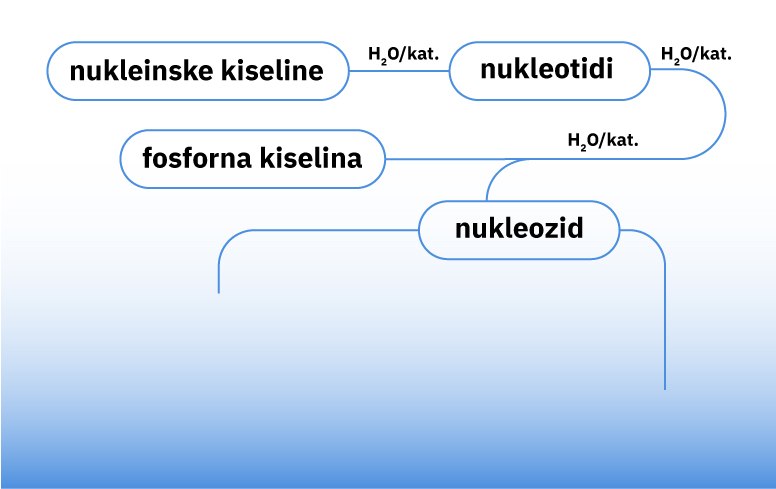 Fotografija prikazuje umnu mapu katalitičke hidrolize nukleinskih kiselina. 