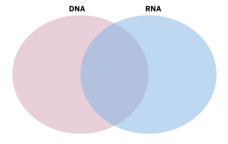 Fotografija prikazuje  dvije kružnice koje imaju dvije zajedničke točke.Na taj se način grafički želi predočiti da DNA (jedna kružnica) i RNA (druga kružnica) imaju određene zajedničke osobine.