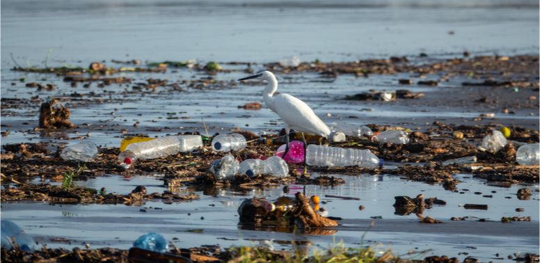 Fotografija prikazuje pticu koja se kreće po onečišćenoj plaži. Plažom dominira plastični otpad.