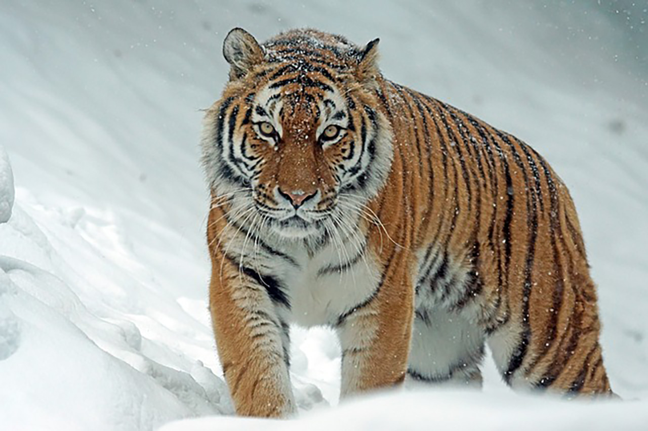 tigar