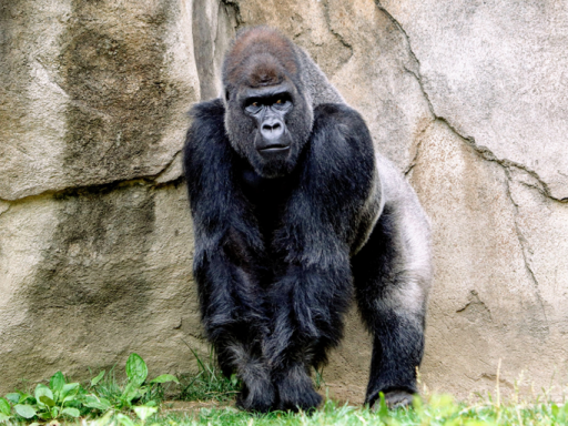 Budapest Zoo gorilla