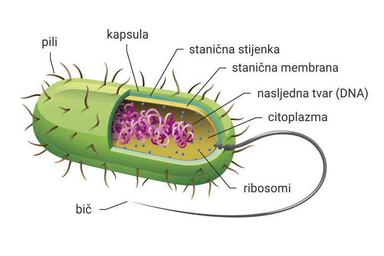 Slika prikazuje građu bakterijske stanice. Bakterijska stanica ima oblik kapsule, na čijem kraju se nalazi bič. Tijelo stanice obavijeno je izvana staničnom stijenkom ispod koje se nalazi stanična membrana te je prekriveno pilima (dlačicama). U unutrašnjosti stanice nalazi se tekućina u kojoj plutaju ribosomi te kružna DNA.