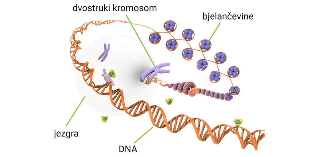 Slika prikazuje spiralnu narančasto obojenu molekulu DNA od koje nastaje kromosom ljubičasto obojen.