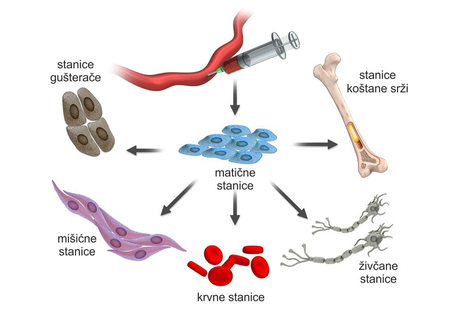 Slika 1. Na slici se u sredini nalaze matične stanice okružene drugim vrstama stanica. Iznad matičnih se nalazi krvna žila i injekcija koja iz nje vadi krv. Strelica od te slike ide prema matičnim stanicama. Od matičnih stanica dalje strelice upućuju prema stanicama koštane srži, živčanim stanicama, stanicama krvi, mišićnim te stanicama gušterače.