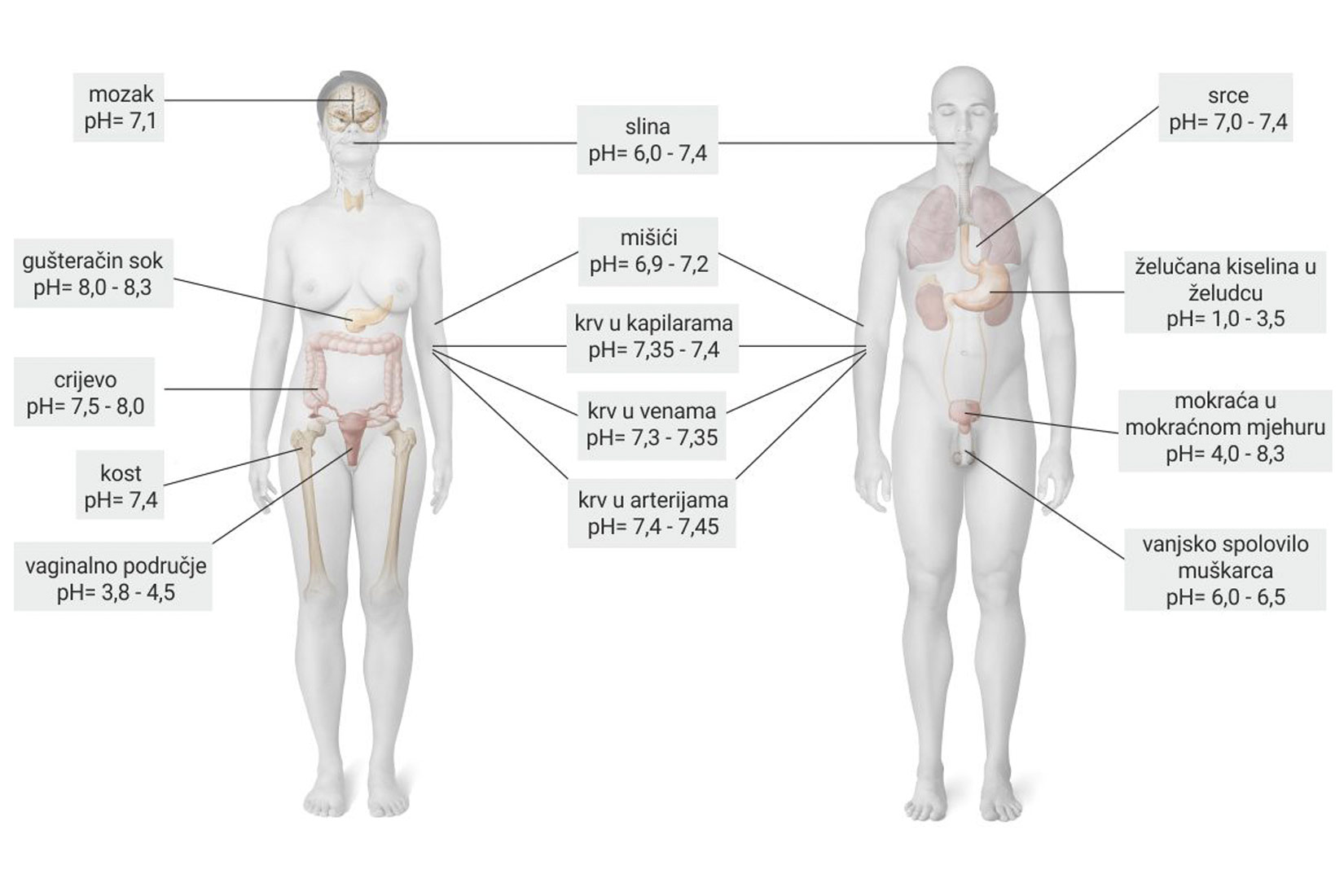 Slika 1. Ljudsko tijelo i pH vrijednost
