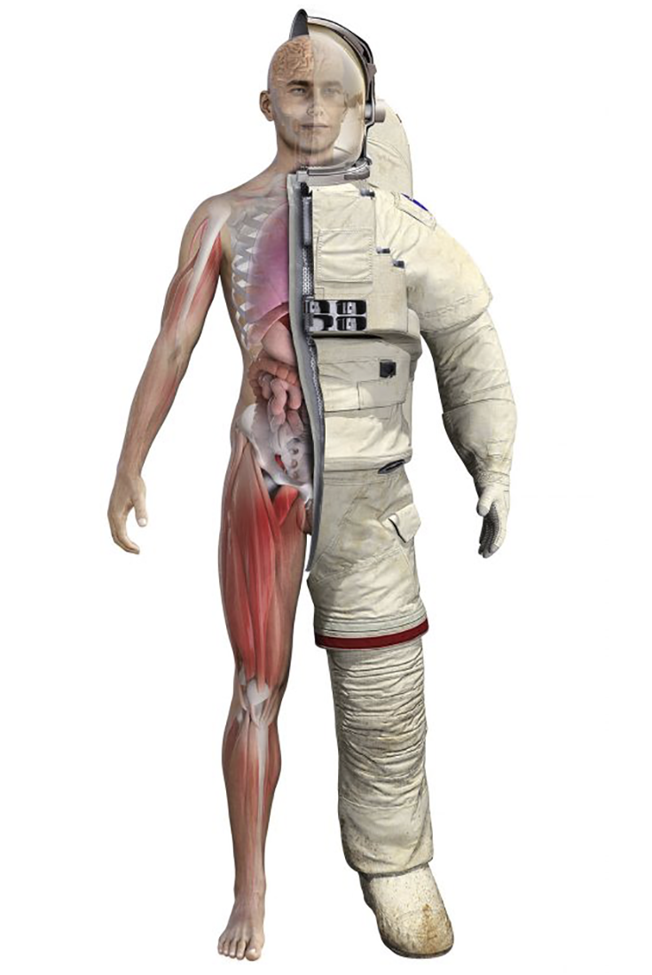Slika 4. Slika prikazuje ilustraciju čovjeka u svemirskom odjelu, na način da je na pola tijela vidljivo svemirsko odjelo, a na pola ilustracija položaja ljudskih organa.