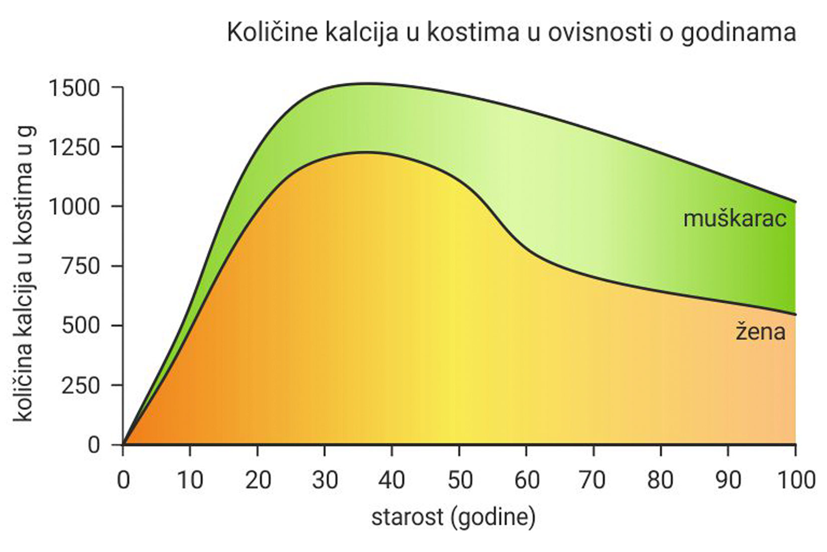 Slika 3. Graf prikazuje količinu kalcija u kostima u gramima na y osi, a starost u godinama na x osi. Žene imaju najviše kalcija od 30-40 godine i to iznosi nešto manje 1250g, a muškarci u tim istim godinama imaju oko 1500g. Pad količine kalcija je kod muškarac laga i postepen i ne pada ispod 1000g. Kod žena se dogodi nagli pad između 50. i 60. godine kad s oko 1000g pada na 750g te nastavlja blagi pad do skoro 500g.