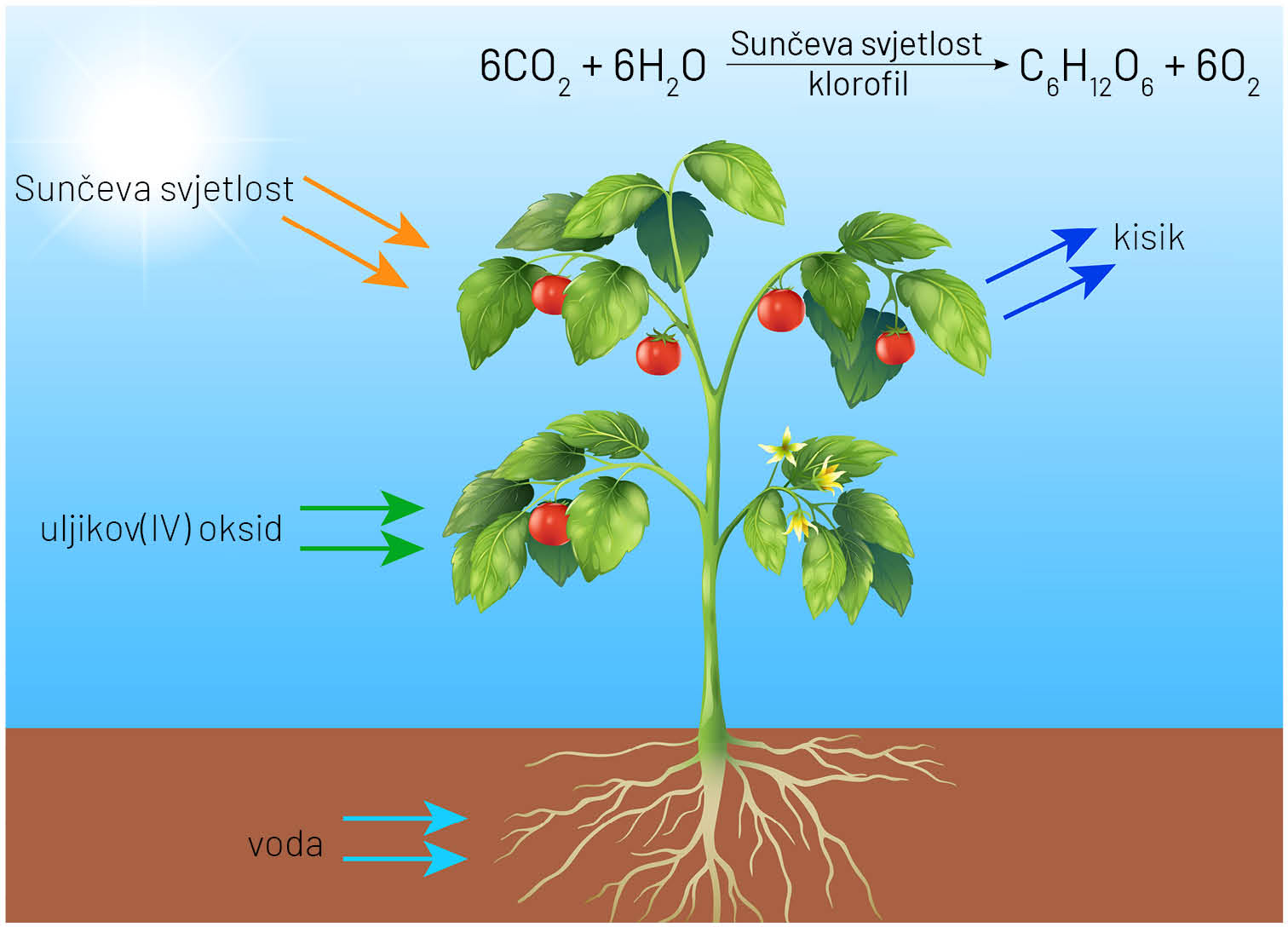 Prikazana je razgranata biljka sa zelenim listovima i s crvenim okruglim plodovima i jednim malim cvatom te raširenim korijenovim dlačicama u tlu.  S lijeve strane slike narančastim je strelicama označen dolazak Sunčeve svjetlosti, a zelenim strelicama ugljikovog(IV) oksida do listova biljke. Svijetlo plavim strelicama označen je dolazak vode do korijena biljke. S desne strane tamno plavim strelicama označen je odlazak kisika iz listova biljke. 