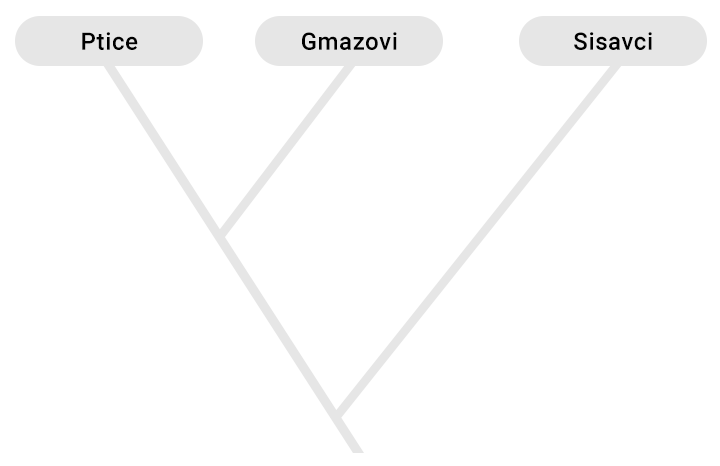 Kladogram