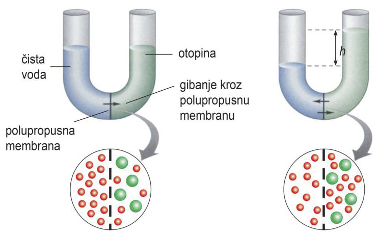 Fotografija prikazuje shematski prikaz osmoze. Prikazane su dvije staklene cjevčice u obliku velikog slova slova U. U prvoj su cjevčici visina stupca čiste vode i otopine jednake. U drugoj se cjevčici visina otopine povisila. Razlog tomu je što molekule vode prolaze kroz polupropusnu membranu u otopinu pa je volumen otopine viši.