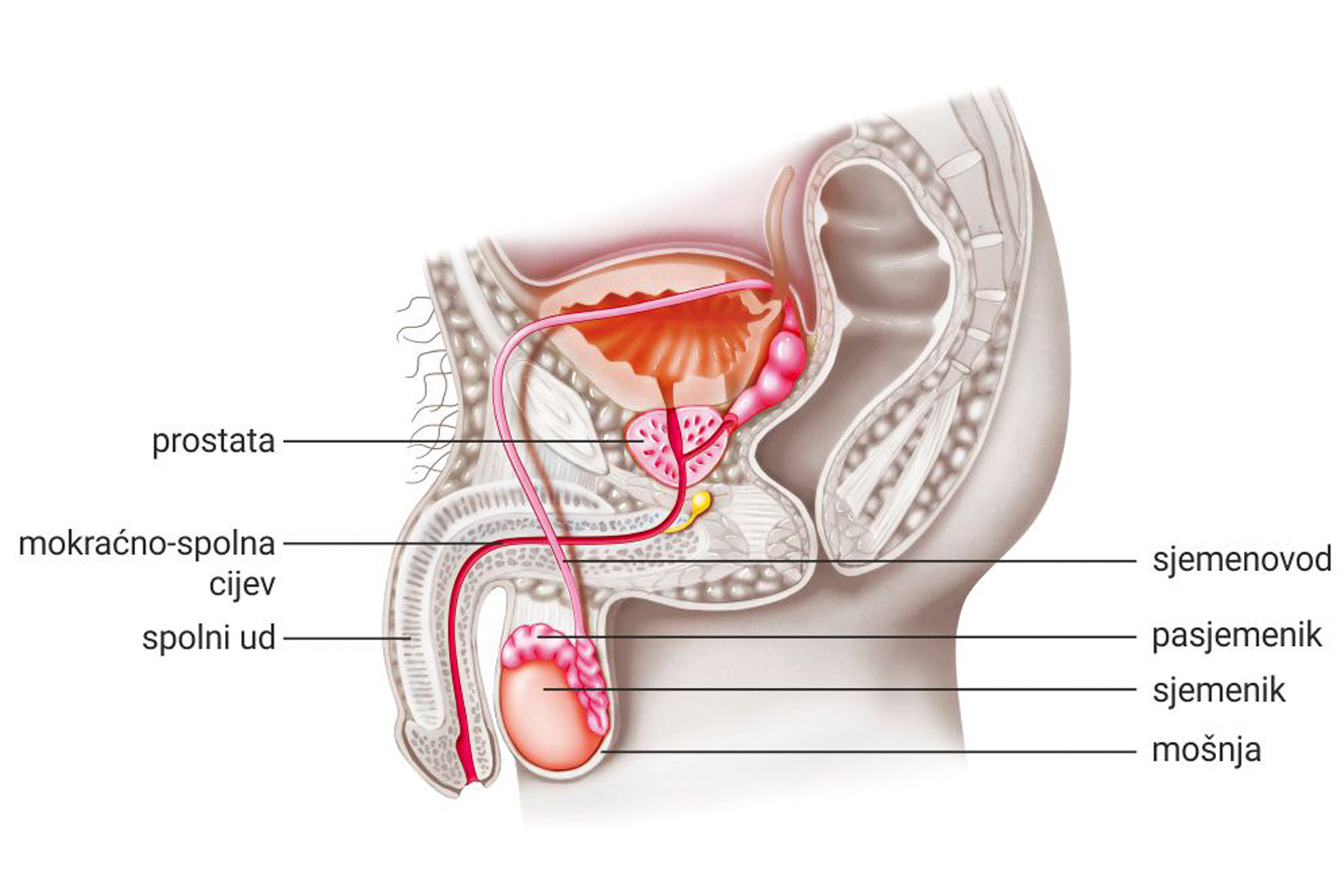 Slika 12 Na slici je prikazan presjek muških spolnih organa. Vidi se mošnja unutar koje se nalazi sjemenik iznad kojeg se nalazi pasjmenik. Iz pasjemenika do prostate vodi sjemenovod, a od prostate kroz spolni ud prolazi mokraćno-spolna cijev.