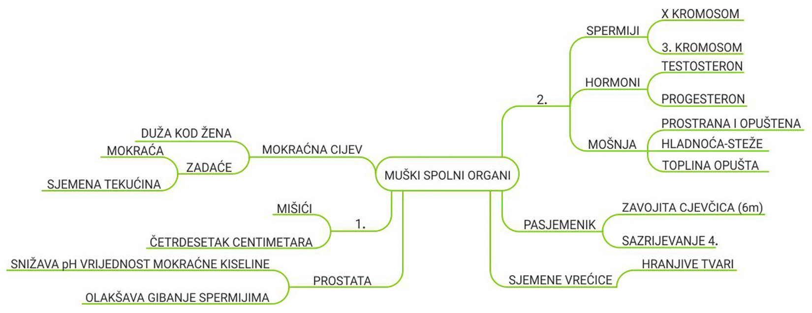 Mentalna mapa Muški spolni sustav