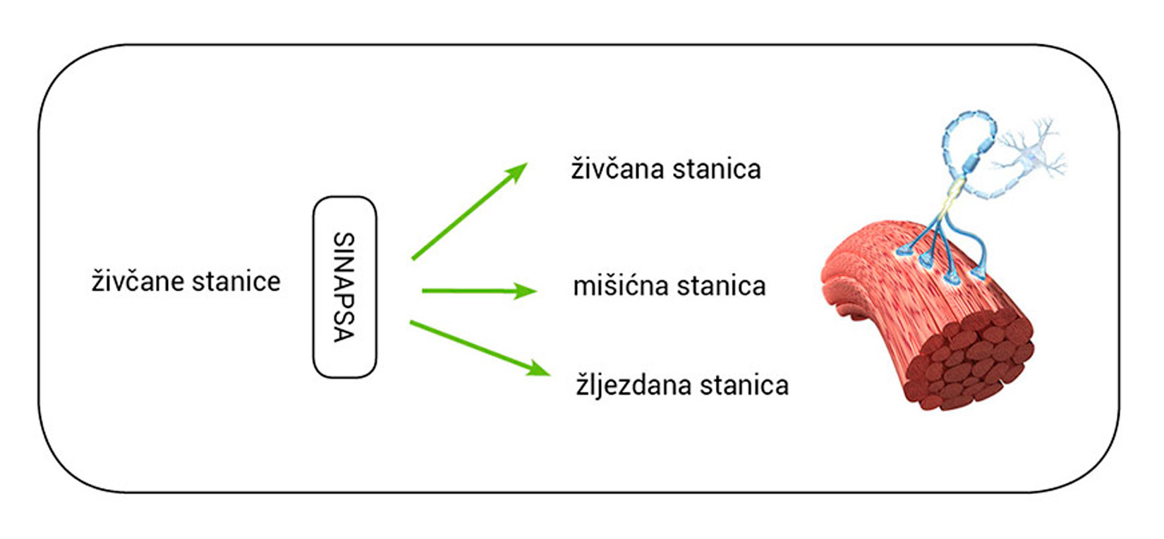 Slika prikazuje vrste sinapsi. Iz riječi sinapsa idu tri strelice. Jedna prema živčanoj stanici, jedna prema mišićnoj, a jedno prema žljezdanoj stanici.