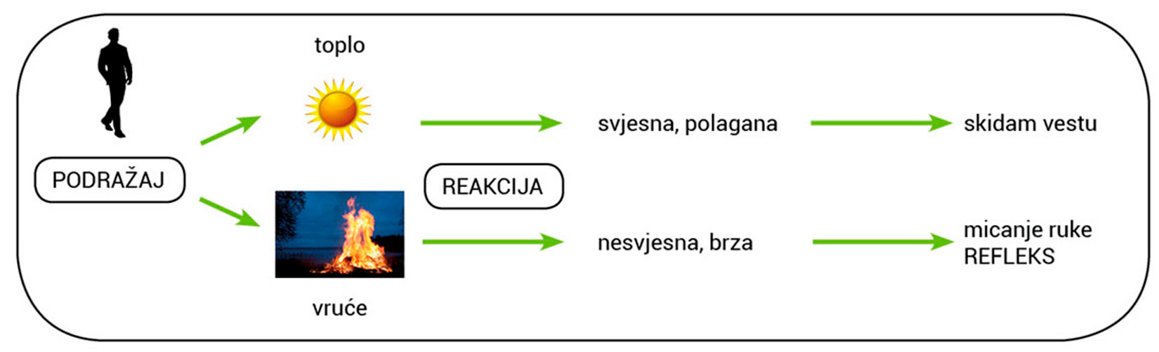 Slika prikazuje shematski prikaz pokreta. Voljni pokret je potaknut toplinom sunca te je reakcija na tu toplinu svjesna i polagana te rezultira skidanjem veste. Refleksni pokret bio bi podražen vatrom te bi reakcija bila nesvjesna i brza i rezultirala bi micanjem ruke, odnosno refleksom.