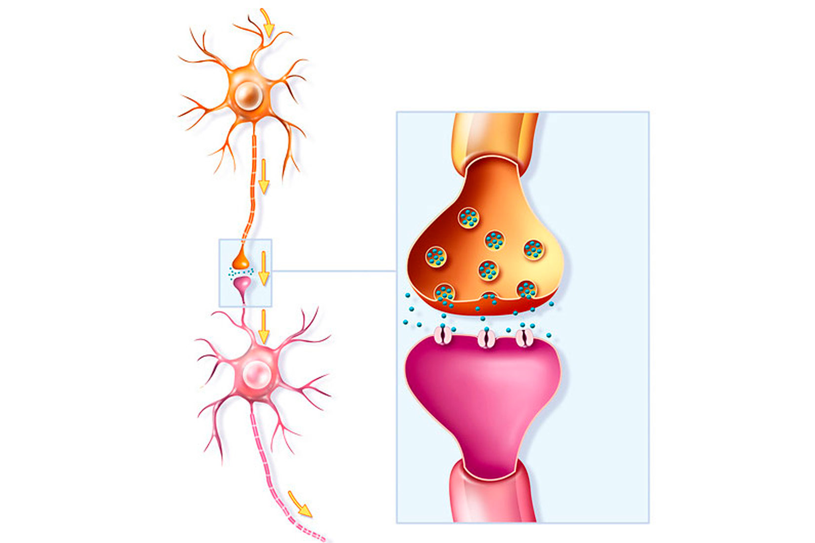 Slika prikazuje dvije živčane stanice. Jedna svojim dugim ogrankom dodiruje kratke ogranke druge. Tu se događa prijenos impulsa.