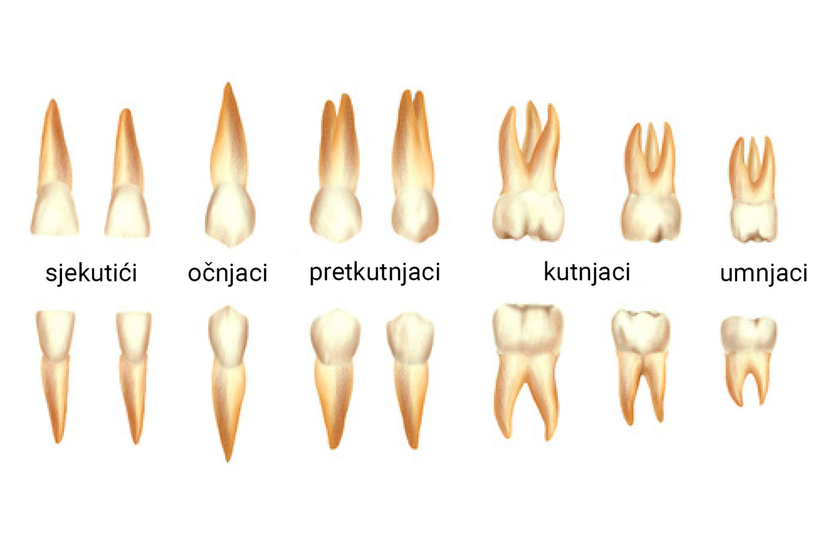 Prikazani su trajni zubi: 4 sjekutića, 2 očnjaka, 4 pretkutnjaka, 4 kutnjaka i 2 umnjaka.