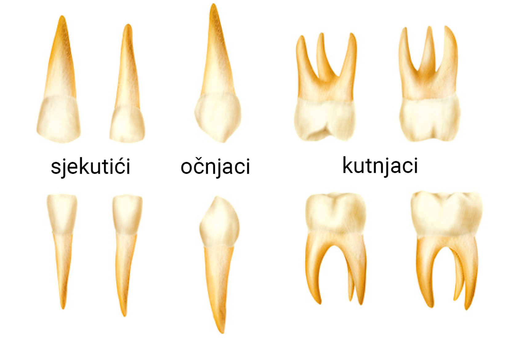 Prikazano je mliječno zubalo: 4 sjekutića, 2 očnjaka i 4 kutnjaka