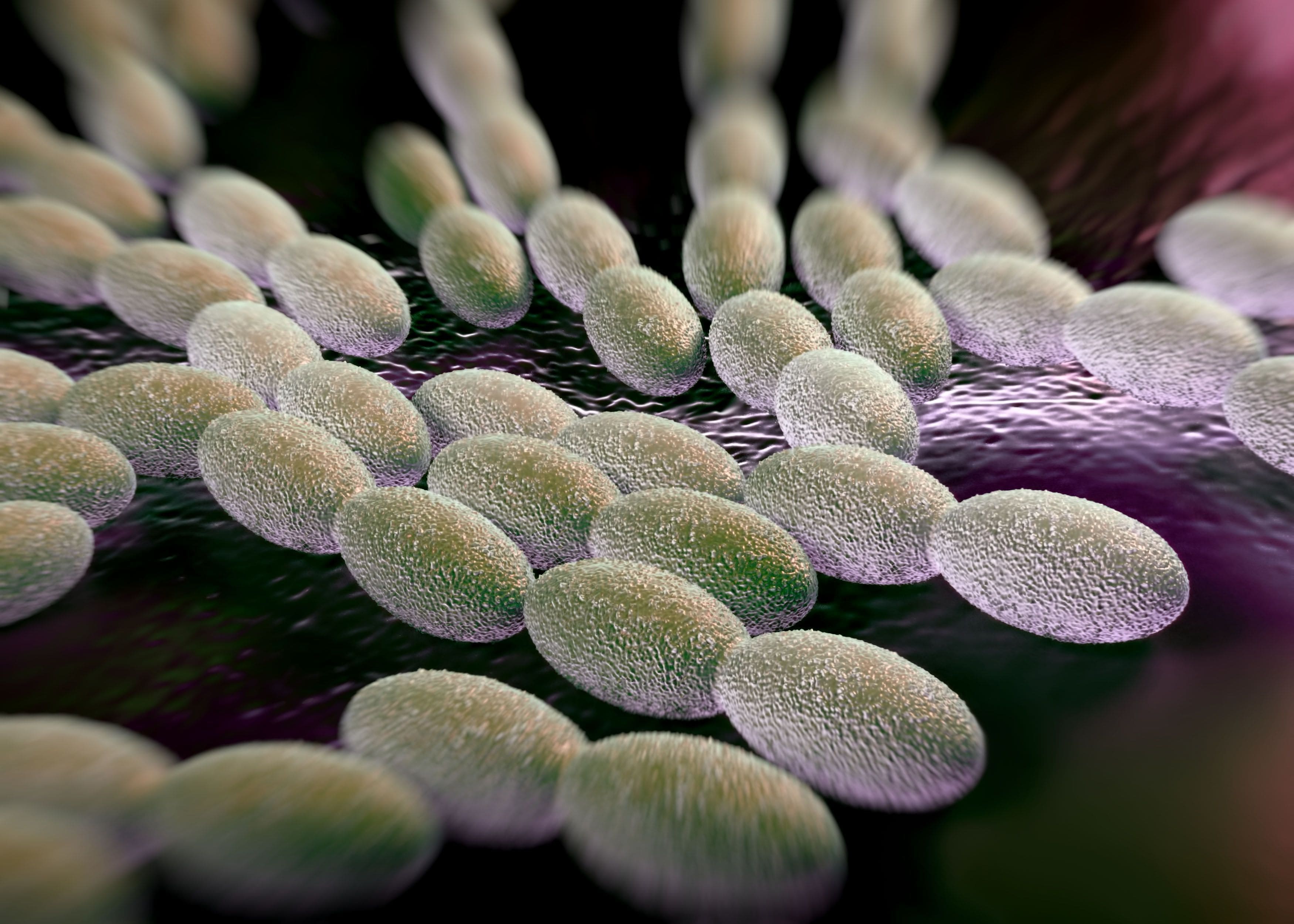 Acetobacter aceti