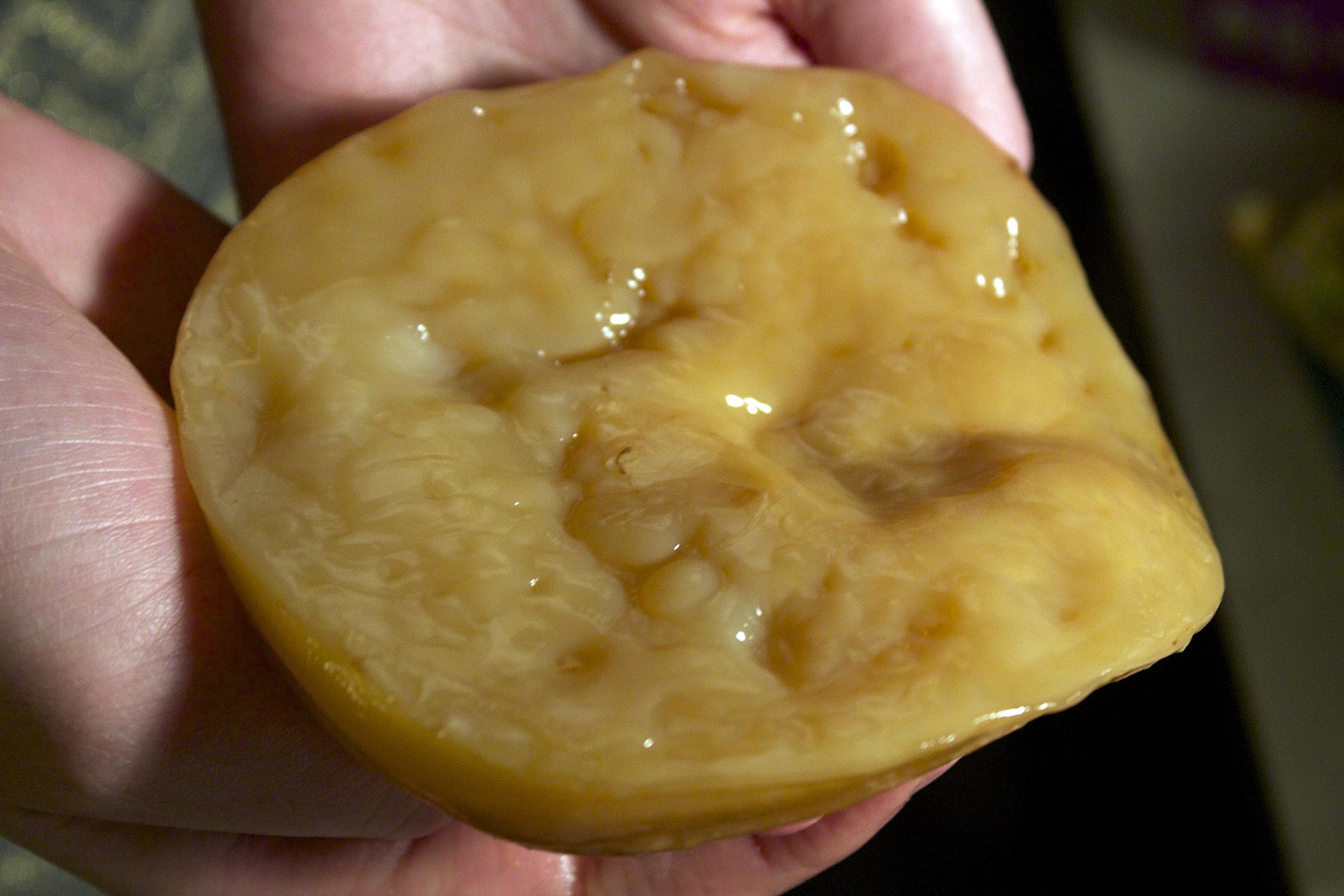 SCOBY za kombuchu