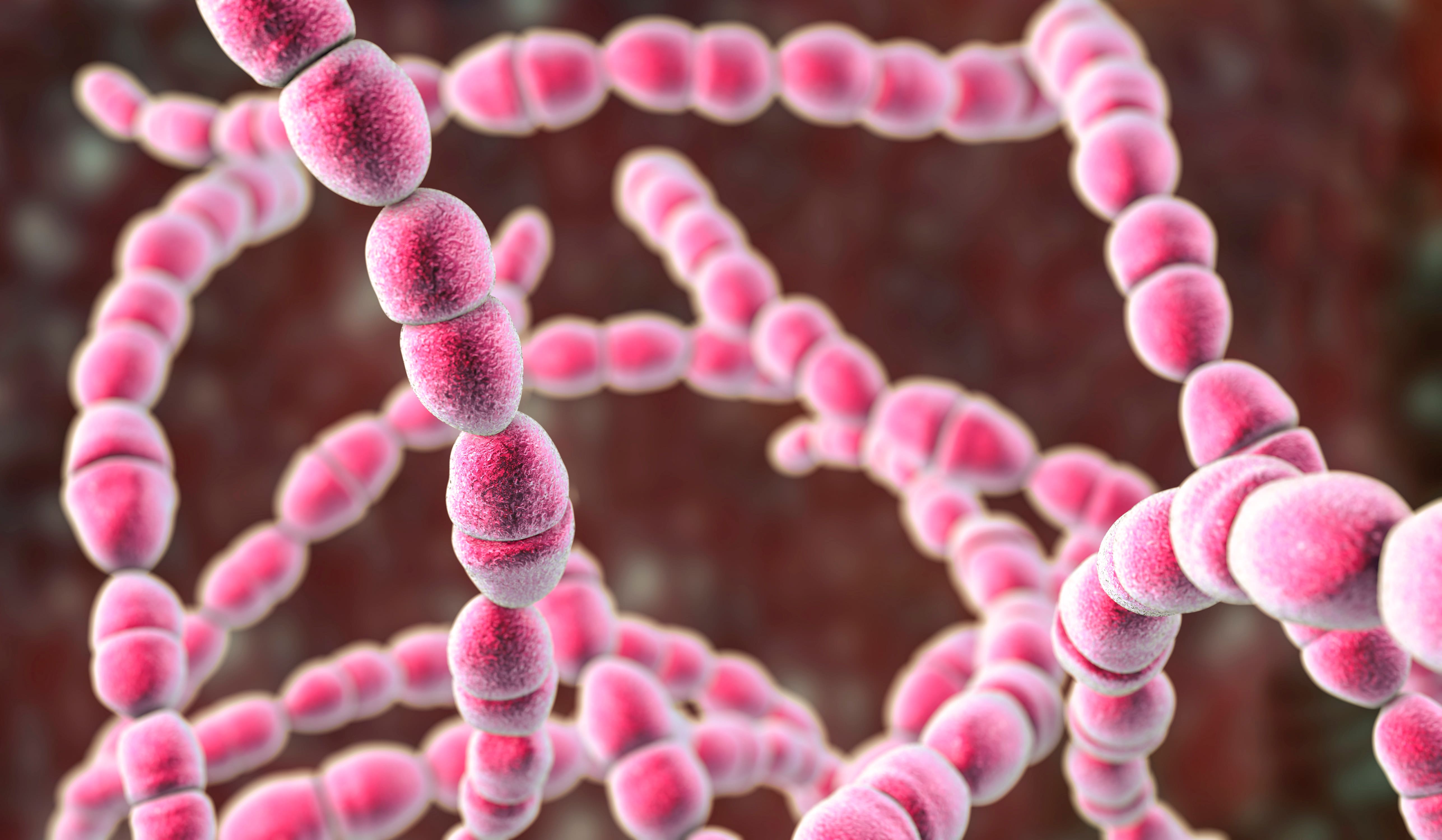 Streptococcus thermophilus