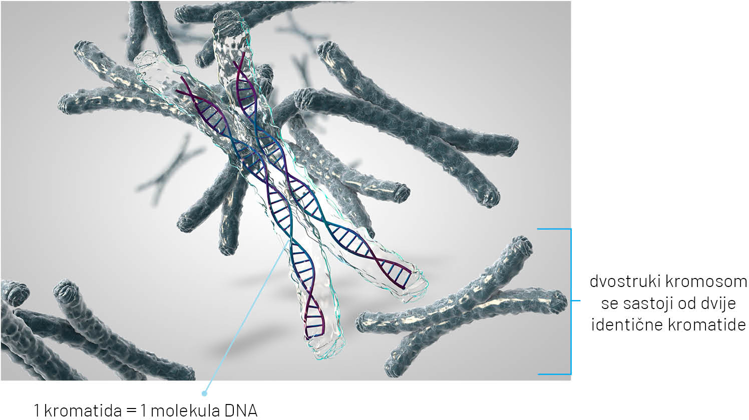 Prikazan je crtež kromosoma koji je u obliku slova X i sadrži dvije molekule DNA.