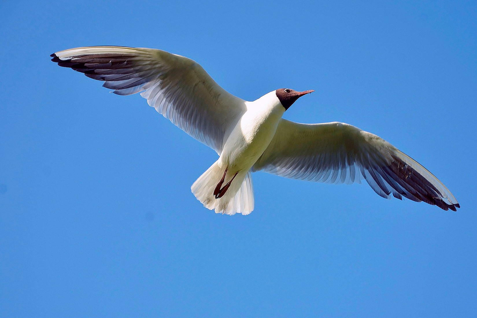 Na fotografiji je prikazana ptica u letu. Prikazana je iz žablje perspektive. Iznad ptice se vidi plavo nebo bez oblaka. Ptica ima crnu glavu i crveni kljun. Tijelo joj je bijelo,a rubovi krila sivi.