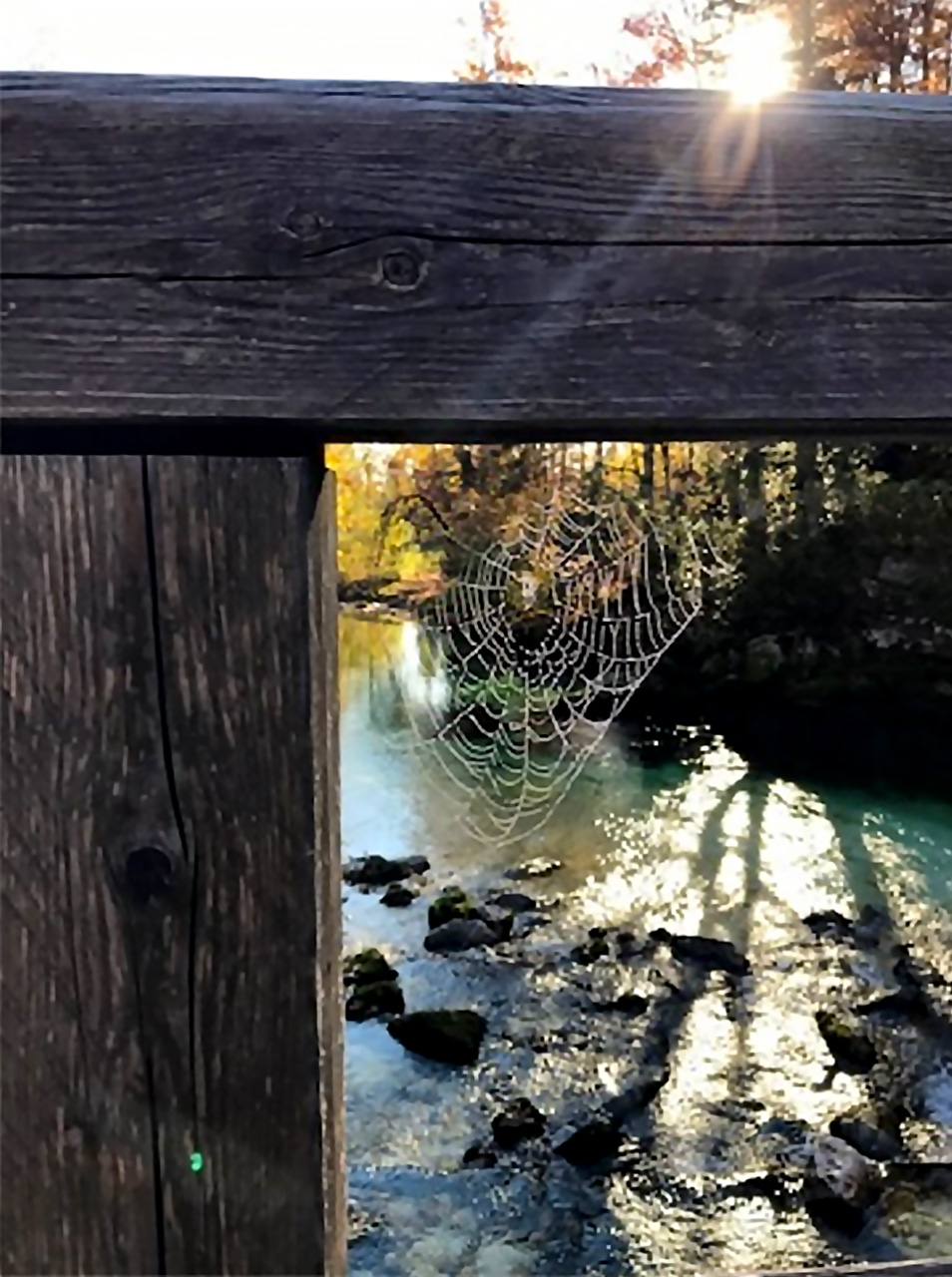 U prvom planu je ograda drvenog mosta u kutu koje je ispletena paukova mreža. U drugom planu su rijeka i šuma dok se kroz krošnje drveća nazire sunce. 