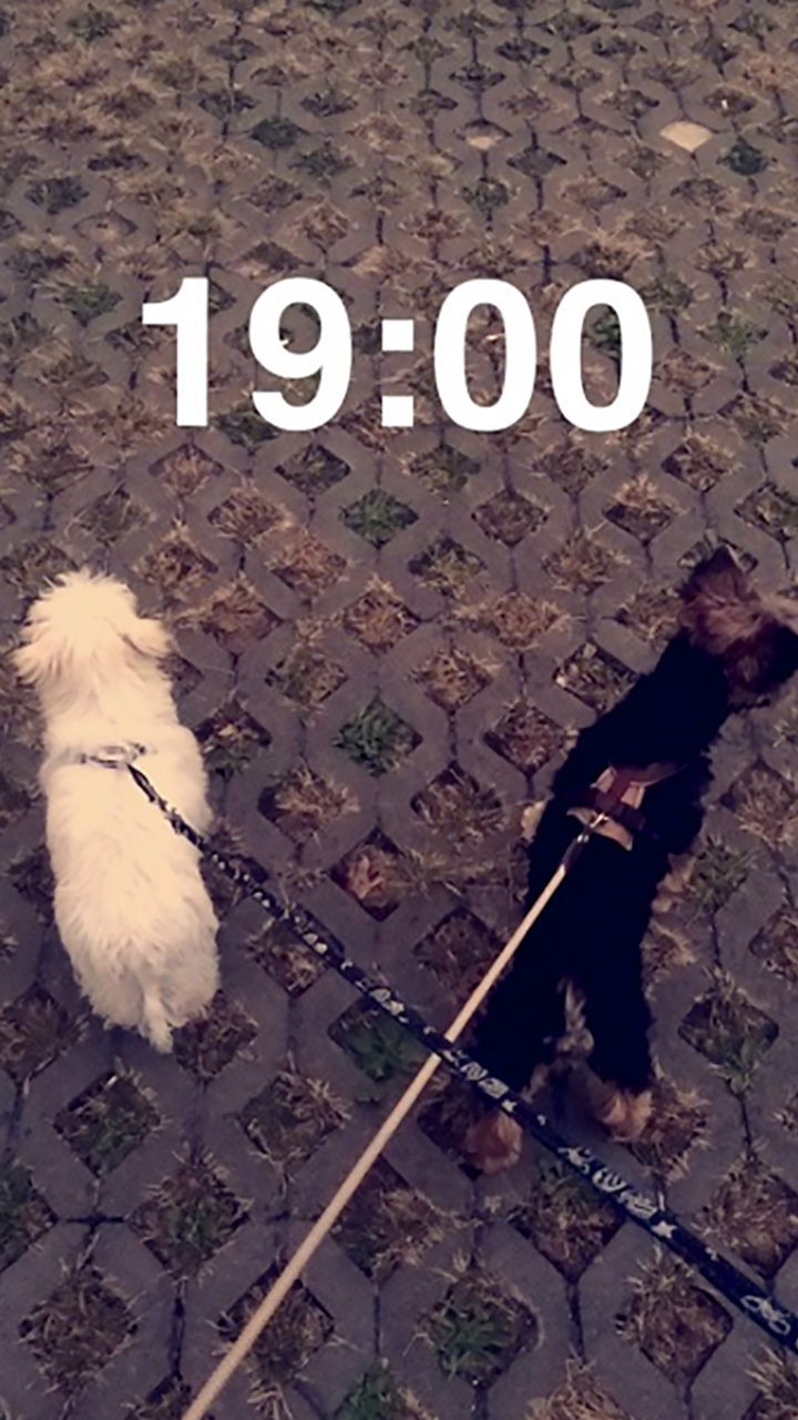 Crni i bijeli psić u šetnji na povotcima dok je iznad njih 19:00, prizor koji podsjeća na zaslon mobitela. 