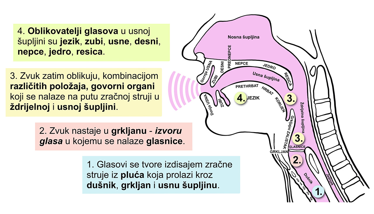 Anatomski prikaz usne, nosne i ždrijelne šupljine te opis kako nastaju glasovi i zvukovi pomoću govornih organa i oblikovatelja glasova.