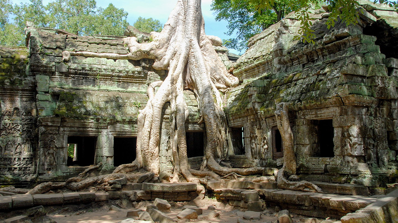 Ruševine hrama obrasle ogromnim korijenjem drveća. 
